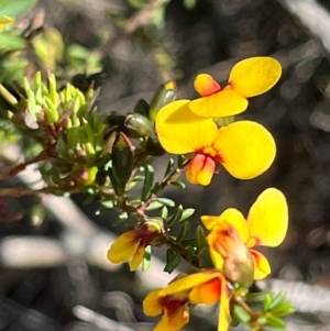 Dillwynia ramosissima at Jervis Bay, JBT - 20 Jul 2024 10:32 AM