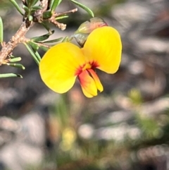 Dillwynia ramosissima at Jervis Bay, JBT - 20 Jul 2024 10:32 AM