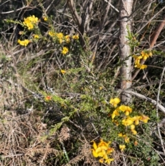 Dillwynia ramosissima at Jervis Bay, JBT - 20 Jul 2024