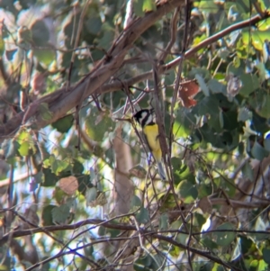 Falcunculus frontatus at Chiltern, VIC - 21 Jul 2024