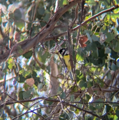 Falcunculus frontatus (Eastern Shrike-tit) at Chiltern, VIC - 21 Jul 2024 by Darcy