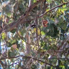 Falcunculus frontatus at Chiltern, VIC - 21 Jul 2024 11:40 AM