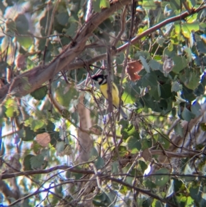 Falcunculus frontatus at Chiltern, VIC - 21 Jul 2024