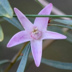 Crowea exalata subsp. exalata (Small Crowea) at Moruya, NSW - 21 Jul 2024 by LisaH