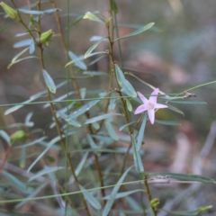 Crowea exalata subsp. exalata at Moruya, NSW - suppressed