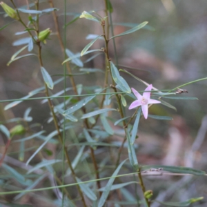 Crowea exalata subsp. exalata at Moruya, NSW - 21 Jul 2024