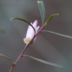 Crowea exalata subsp. exalata at Moruya, NSW - 21 Jul 2024