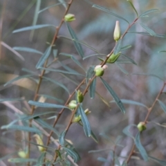 Crowea exalata subsp. exalata at Moruya, NSW - suppressed