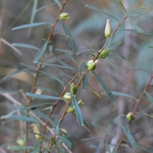 Crowea exalata subsp. exalata at Moruya, NSW - 21 Jul 2024