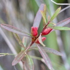 Crowea exalata subsp. exalata (Small Crowea) at Moruya, NSW - 21 Jul 2024 by LisaH