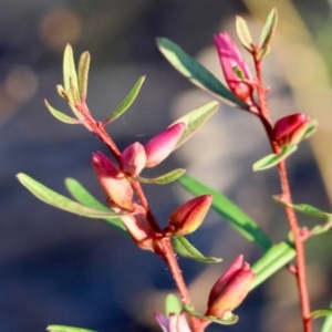 Crowea exalata subsp. exalata at Moruya, NSW - suppressed