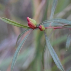 Crowea exalata subsp. exalata at Moruya, NSW - suppressed