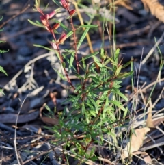 Crowea exalata subsp. exalata at Moruya, NSW - suppressed