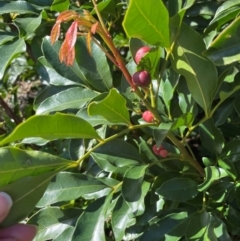 Synoum glandulosum (Scentless Rosewood) at Jervis Bay, JBT - 20 Jul 2024 by Clarel