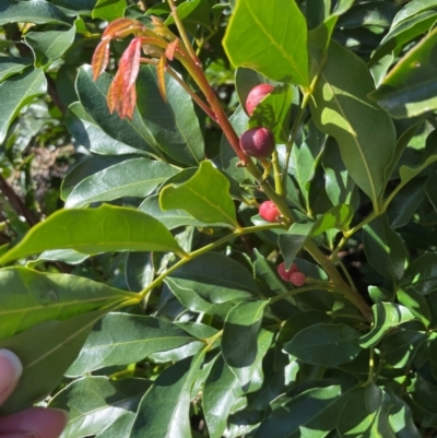 Synoum glandulosum (Scentless Rosewood) at Jervis Bay, JBT - 20 Jul 2024 by Clarel