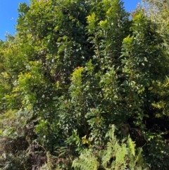 Synoum glandulosum at Jervis Bay, JBT - 20 Jul 2024