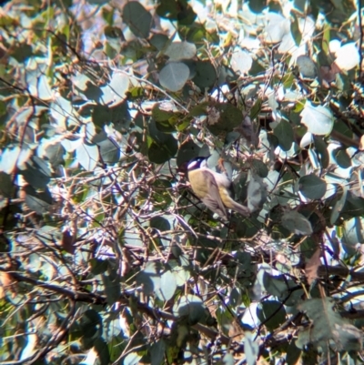 Melithreptus gularis gularis (Black-chinned Honeyeater) at Chiltern, VIC - 21 Jul 2024 by Darcy