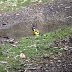 Falcunculus frontatus (Eastern Shrike-tit) at Chiltern Valley, VIC - 21 Jul 2024 by Darcy