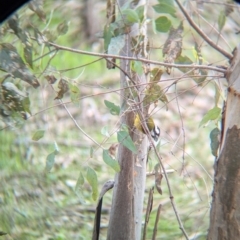 Falcunculus frontatus at Chiltern Valley, VIC - 21 Jul 2024 12:53 PM