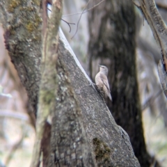 Climacteris picumnus victoriae (Brown Treecreeper) at Chiltern Valley, VIC - 21 Jul 2024 by Darcy