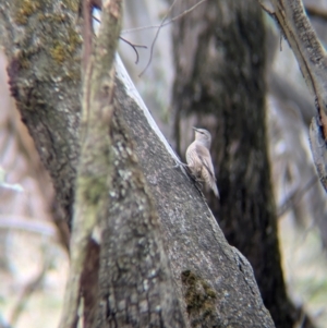 Climacteris picumnus victoriae at Chiltern Valley, VIC - 21 Jul 2024