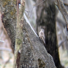 Climacteris picumnus victoriae at Chiltern Valley, VIC - 21 Jul 2024