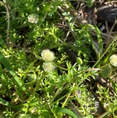 Cotula australis (Common Cotula, Carrot Weed) at Jervis Bay, JBT - 20 Jul 2024 by Clarel
