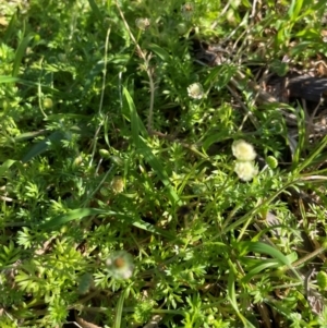 Cotula australis at Jervis Bay, JBT - 20 Jul 2024