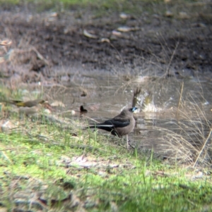 Artamus cyanopterus at Chiltern Valley, VIC - 21 Jul 2024