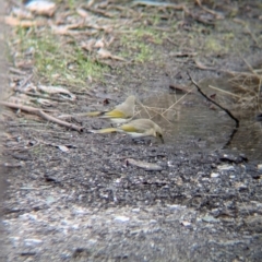 Ptilotula fusca (Fuscous Honeyeater) at Chiltern Valley, VIC - 21 Jul 2024 by Darcy