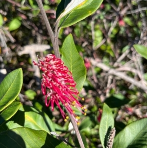 Grevillea macleayana at Jervis Bay, JBT - 20 Jul 2024