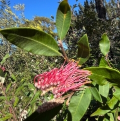 Grevillea macleayana at Jervis Bay, JBT - 20 Jul 2024