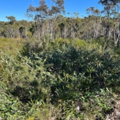 Grevillea macleayana at Jervis Bay, JBT - 20 Jul 2024