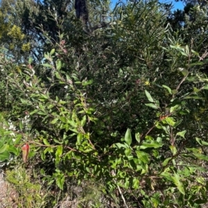 Grevillea macleayana at Jervis Bay, JBT - 20 Jul 2024 10:20 AM