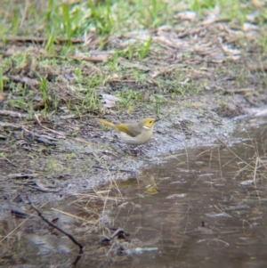 Ptilotula penicillata (White-plumed Honeyeater) at Chiltern Valley, VIC by Darcy