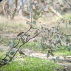 Melithreptus lunatus at Chiltern Valley, VIC - 21 Jul 2024