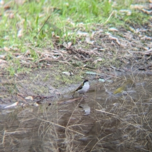 Melithreptus lunatus at Chiltern Valley, VIC - 21 Jul 2024