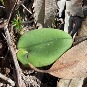 Pyrorchis nigricans at Jervis Bay, JBT - 20 Jul 2024