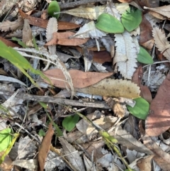 Pyrorchis nigricans at Jervis Bay, JBT - suppressed