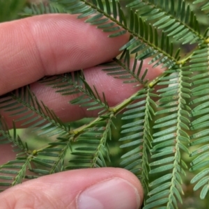 Acacia decurrens at Chiltern Valley, VIC - 21 Jul 2024