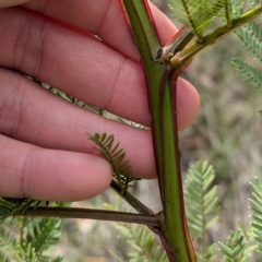 Acacia decurrens at Chiltern Valley, VIC - 21 Jul 2024 01:36 PM