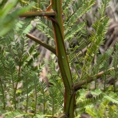 Acacia decurrens at Chiltern Valley, VIC - 21 Jul 2024