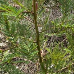 Acacia decurrens at Chiltern Valley, VIC - 21 Jul 2024