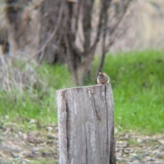 Antechinus flavipes (Yellow-footed Antechinus) at Chiltern Valley, VIC - 21 Jul 2024 by Darcy