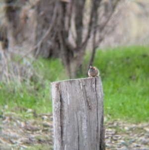 Antechinus flavipes at Chiltern Valley, VIC - 21 Jul 2024 02:08 PM