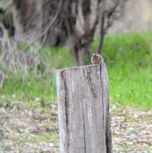 Antechinus flavipes at Chiltern Valley, VIC - 21 Jul 2024