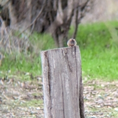 Antechinus flavipes at Chiltern Valley, VIC - 21 Jul 2024 02:08 PM