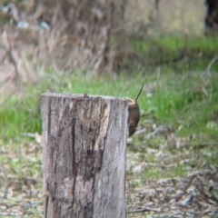 Antechinus flavipes at Chiltern Valley, VIC - 21 Jul 2024 02:08 PM