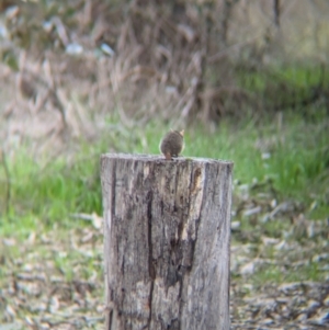 Antechinus flavipes at Chiltern Valley, VIC - 21 Jul 2024