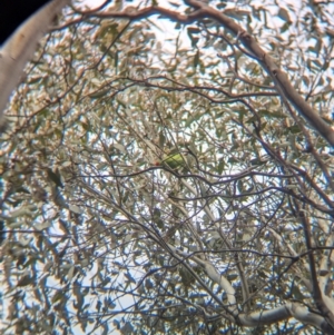 Lathamus discolor at Chiltern Valley, VIC - suppressed